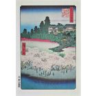 Cherry Blossoms