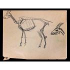 The Goat Skeleton