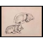 Puppies