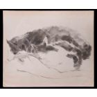 Sleeping Cats 