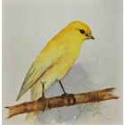 Yellow Canary