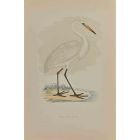 Great White Heron