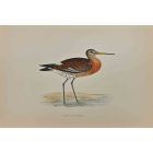 Black-Tailed Godwit