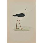 Ibis