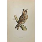 Long-Eared Owl