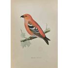 Two-Barred Crossbill