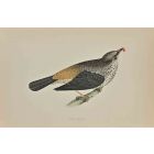 Missel Thrush