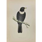 Ring Ouzel