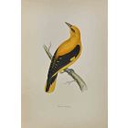 Golden Oriole