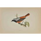 Redstart