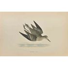Temminck's Stint