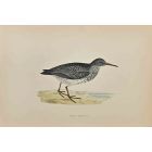 Purple Sandpiper