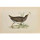 Spotted Crake