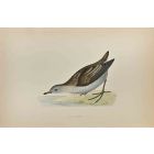 Little Crake