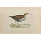 Water-Rail