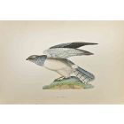 Hen Harrier