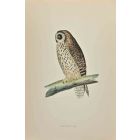 Short-Eared Owl