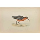 Curlew Sandpiper