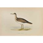 Bartram's  Sandpiper