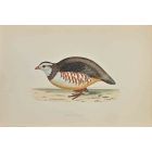 Barbary Patridge