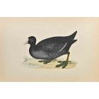 Coot