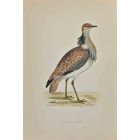 Macqueen's Bustard