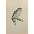 Hawk Owl
