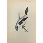 Grey Shrike