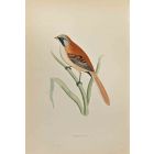 Bearded Tit 