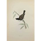 Marsh Tit