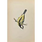 Great Tit