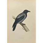 Hooded Crow