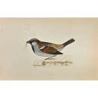 Sparrow
