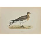 Pratincole