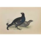 Black Grouse