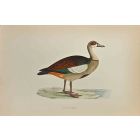 Egyptian Goose