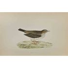 Meadow Pipit