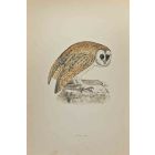 White Owl