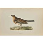 Tawny Pipit 