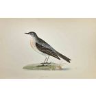 Water Pipit