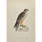 Marsh Harrier