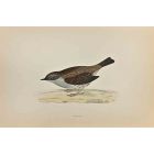 Dunnock