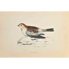 Snow Bunting
