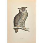Eagle Owl