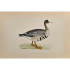 White-Fronted Goose