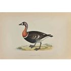 Red-Breasted Goose
