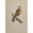 Rough-Legged Buzzard