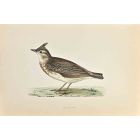 Crested Lark