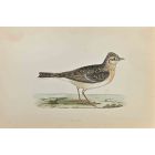 Sky  Lark