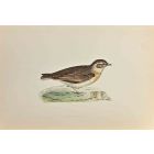 Short-Toed Lark